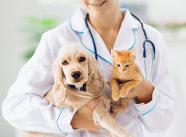 Compassion In Veterinary Care Benefits Both The Client And The Practitioner